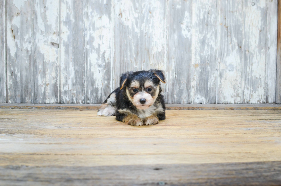 Morkie Pup Being Cute