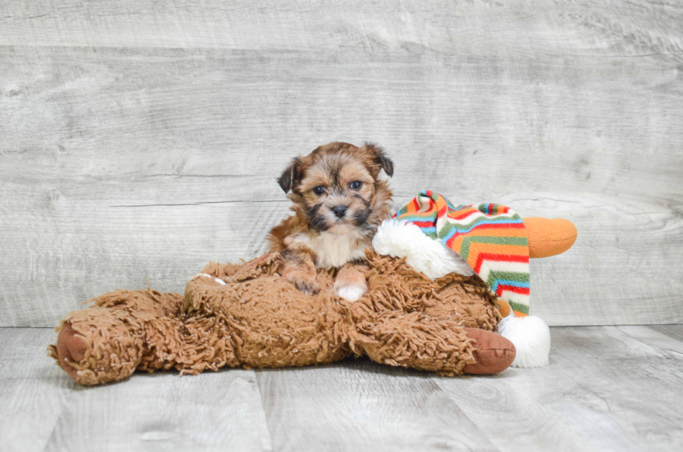 Small Morkie Baby