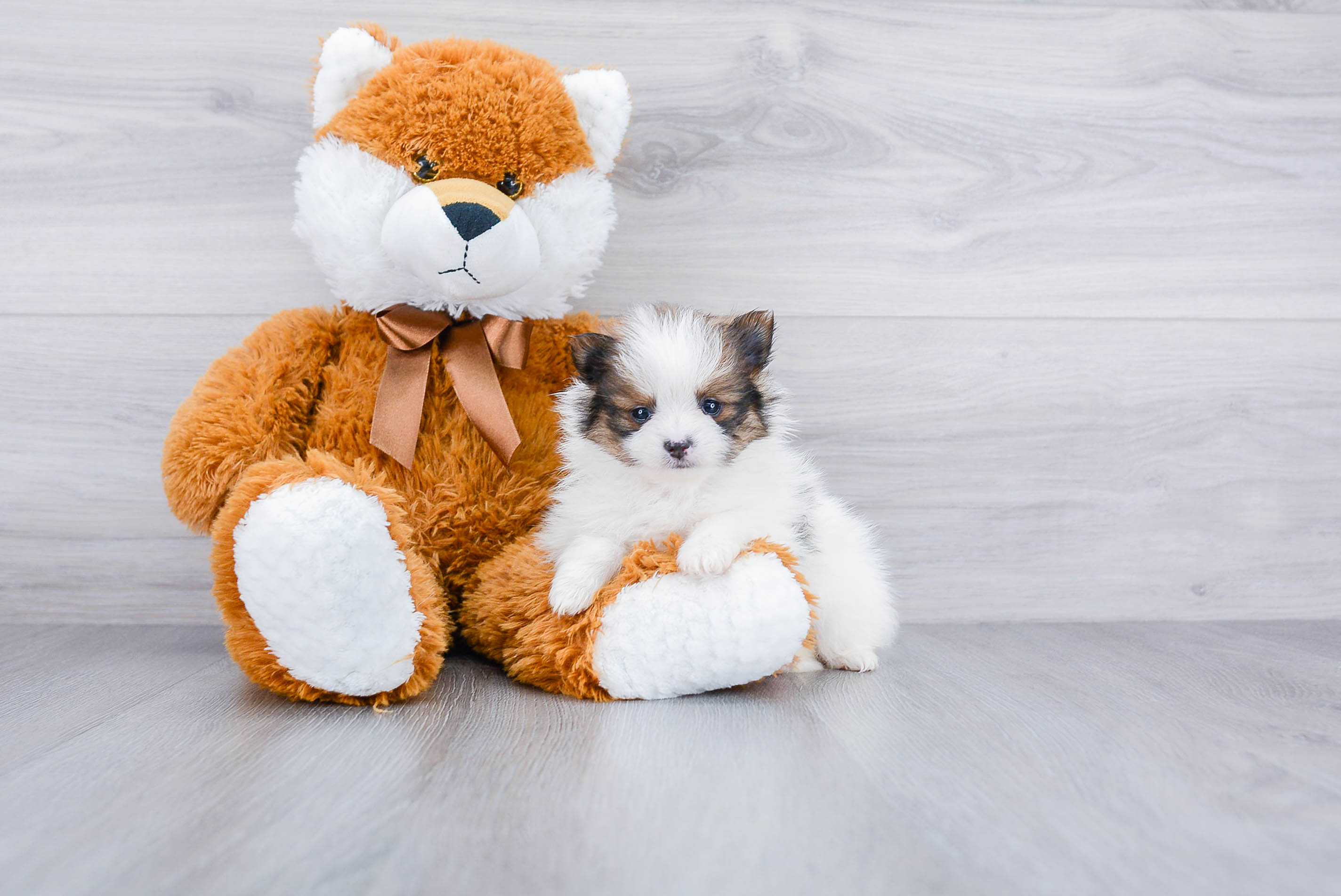 Funny Pomeranian Baby