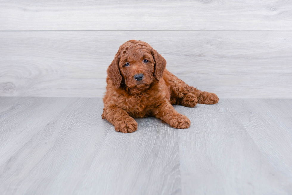 Energetic Cockerpoo Poodle Mix Puppy