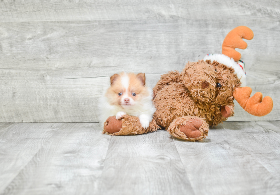 Cute Pomeranian Purebred Puppy