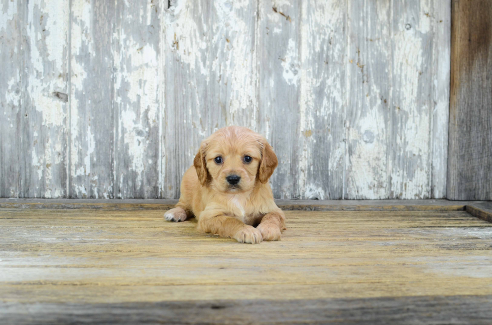 Cavachon Pup Being Cute