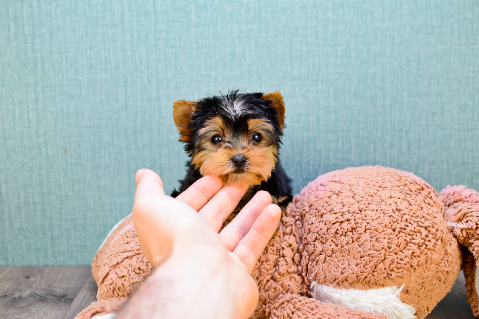 Meet Twinkle - our Yorkshire Terrier Puppy Photo 