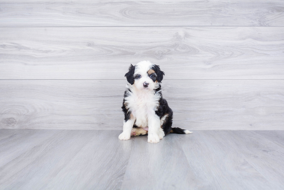 Energetic Mini Berniedoodle Poodle Mix Puppy