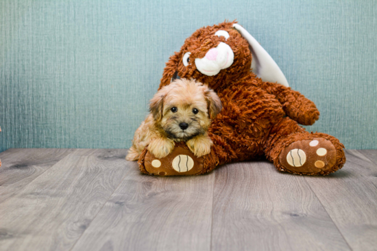 Morkie Puppy for Adoption