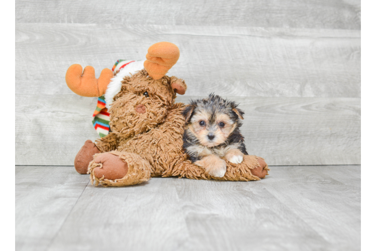 Energetic Yorkie Designer Puppy
