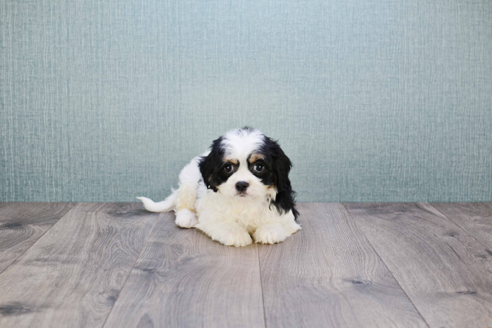 Cavachon Pup Being Cute