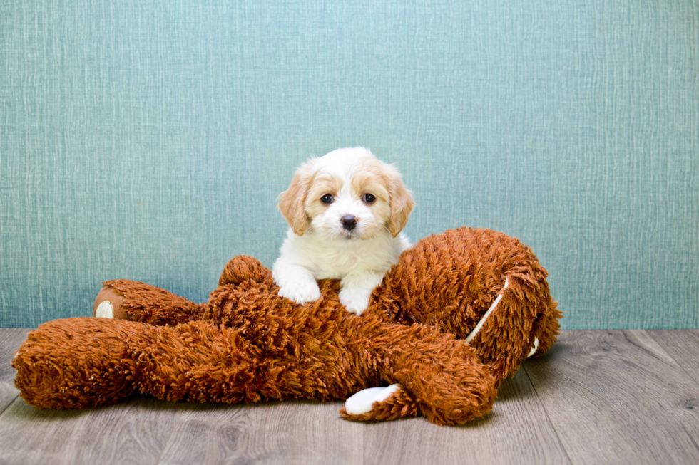 Best Cavachon Baby