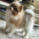 Puppy For Sale Premier Pups Puppy For Sale Premier Pups