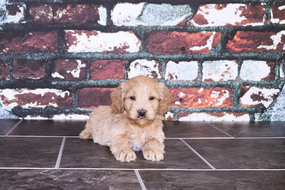 Popular Mini Goldendoodle Poodle Mix Pup