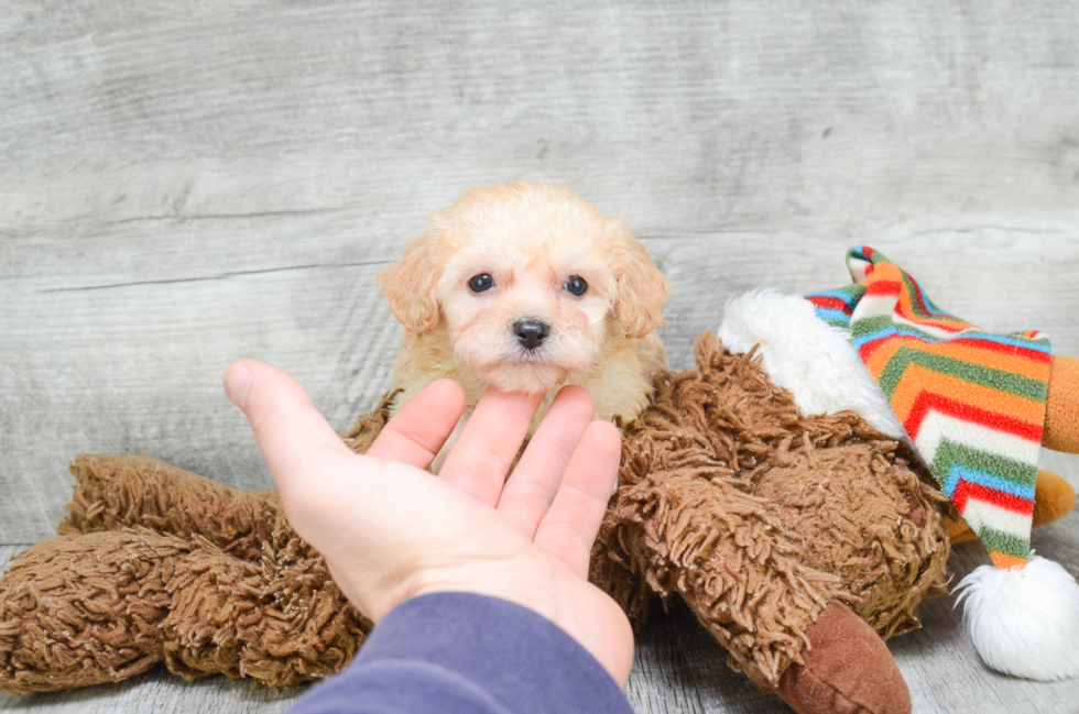 Cavachon Pup Being Cute