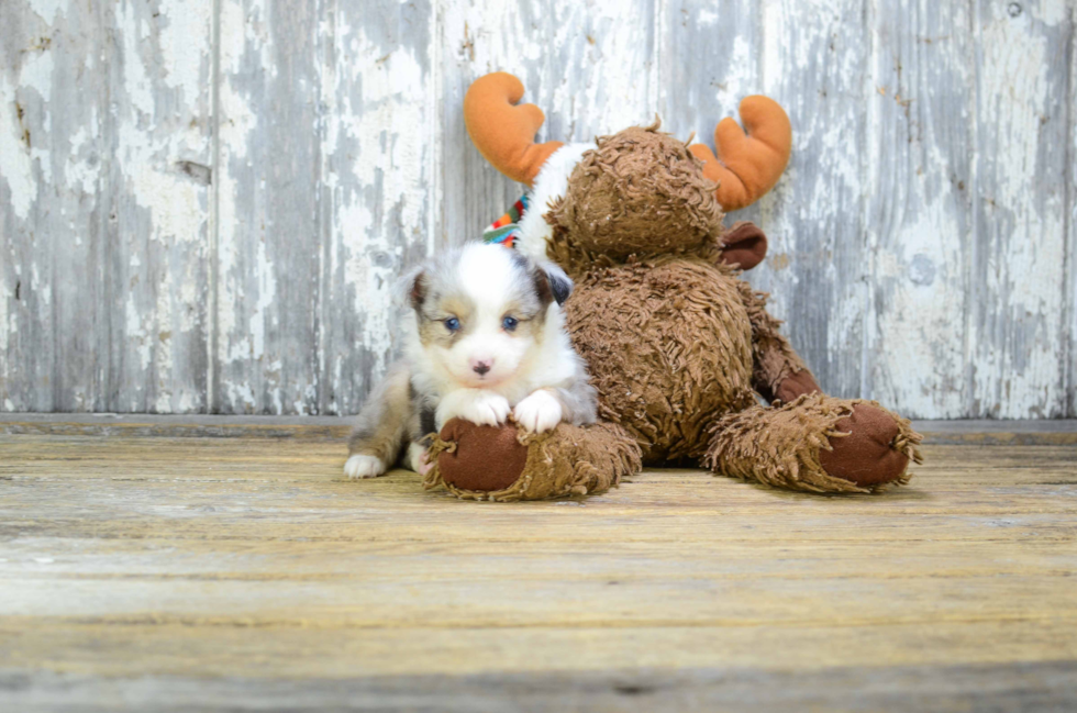 Mini Aussiedoodle Puppy for Adoption