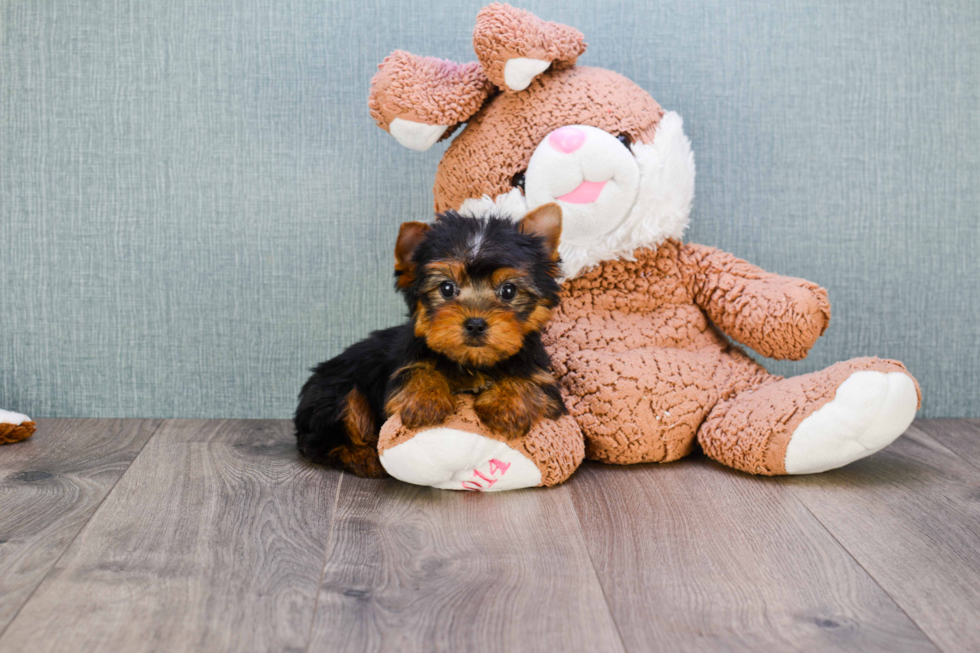 Meet Beckham - our Yorkshire Terrier Puppy Photo 