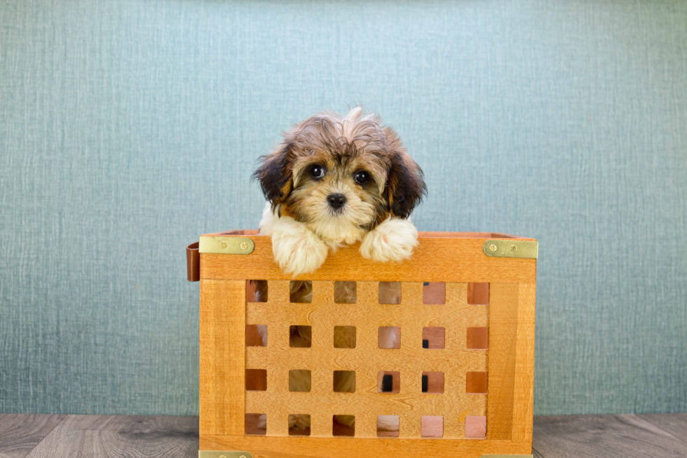 Energetic Cavalier Designer Puppy