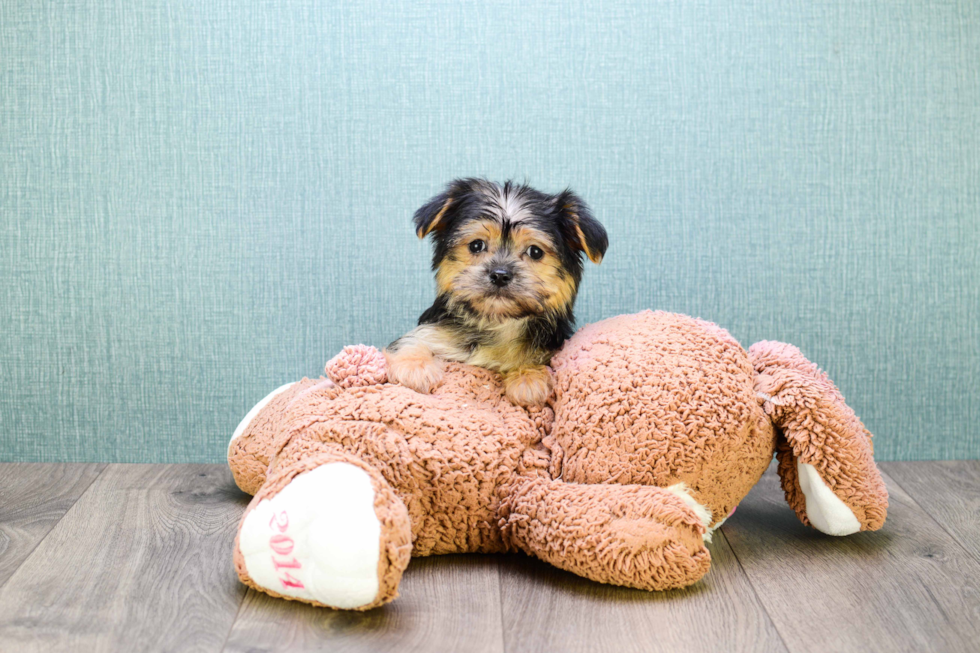 Friendly Morkie Baby