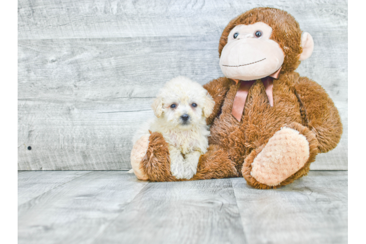 Adorable Havanese Purebred Puppy