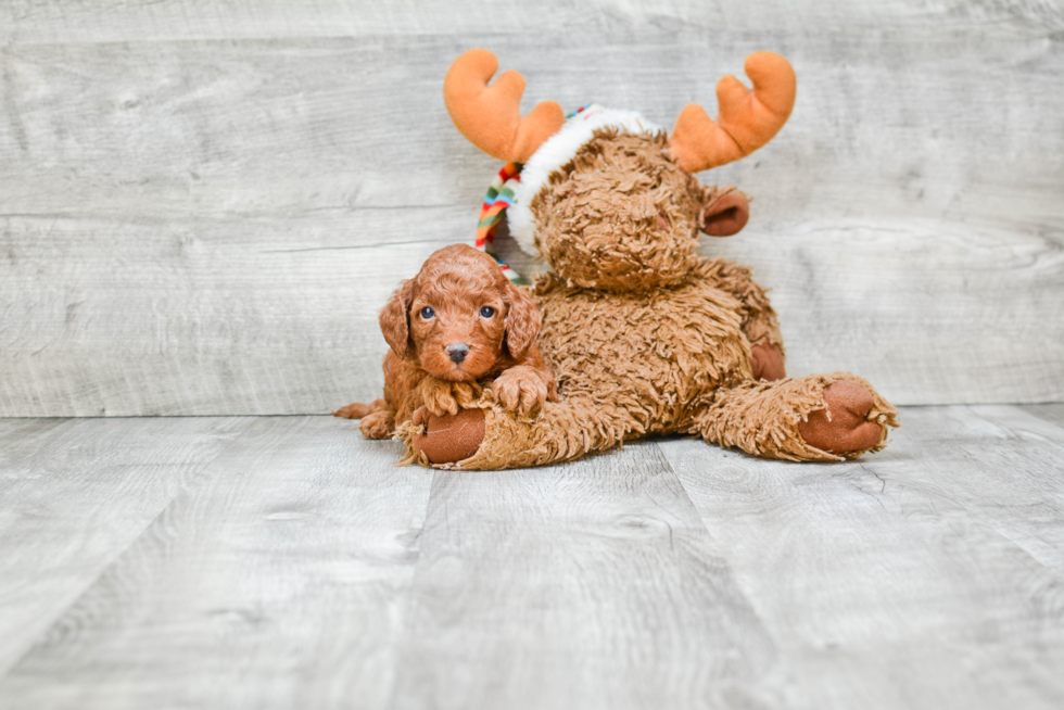 Friendly Mini Goldendoodle Baby