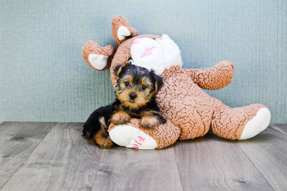 Meet Joey - our Yorkshire Terrier Puppy Photo 