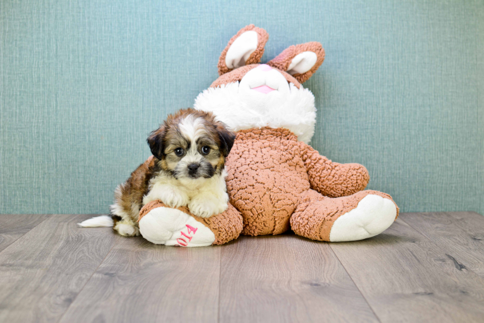 Best Teddy Bear Baby