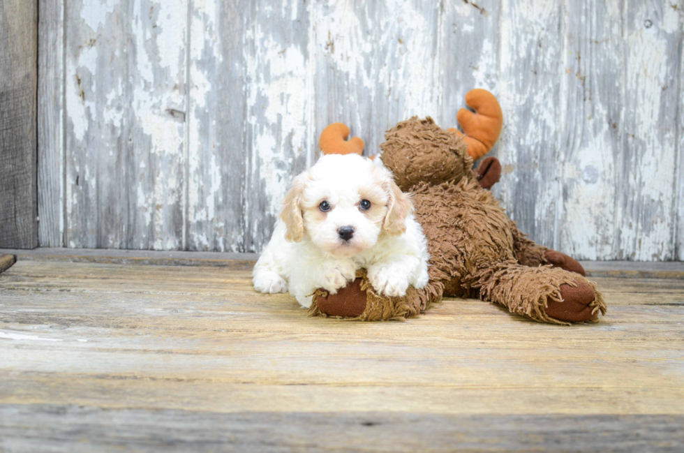 Popular Cavachon Designer Pup