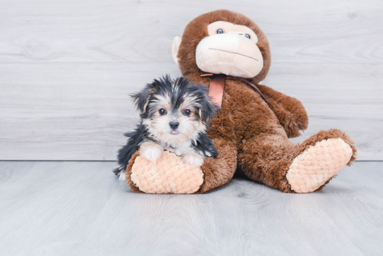 Morkie Puppy for Adoption