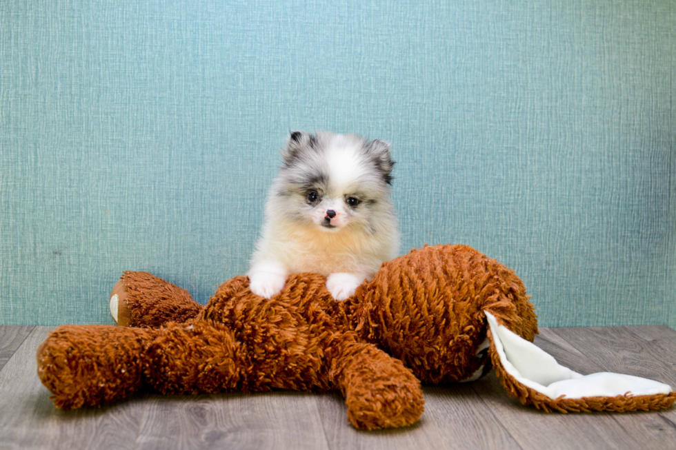 Pomeranian Puppy for Adoption