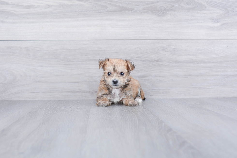 Morkie Pup Being Cute