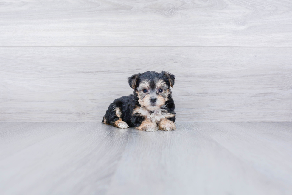 Popular Morkie Designer Pup