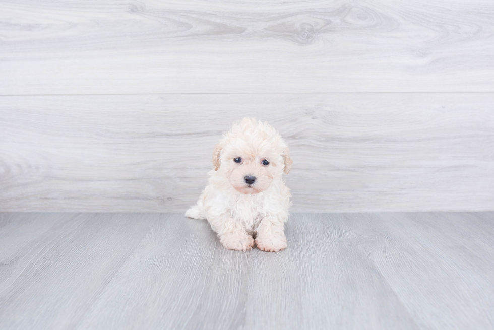 Smart Maltipoo Poodle Mix Pup