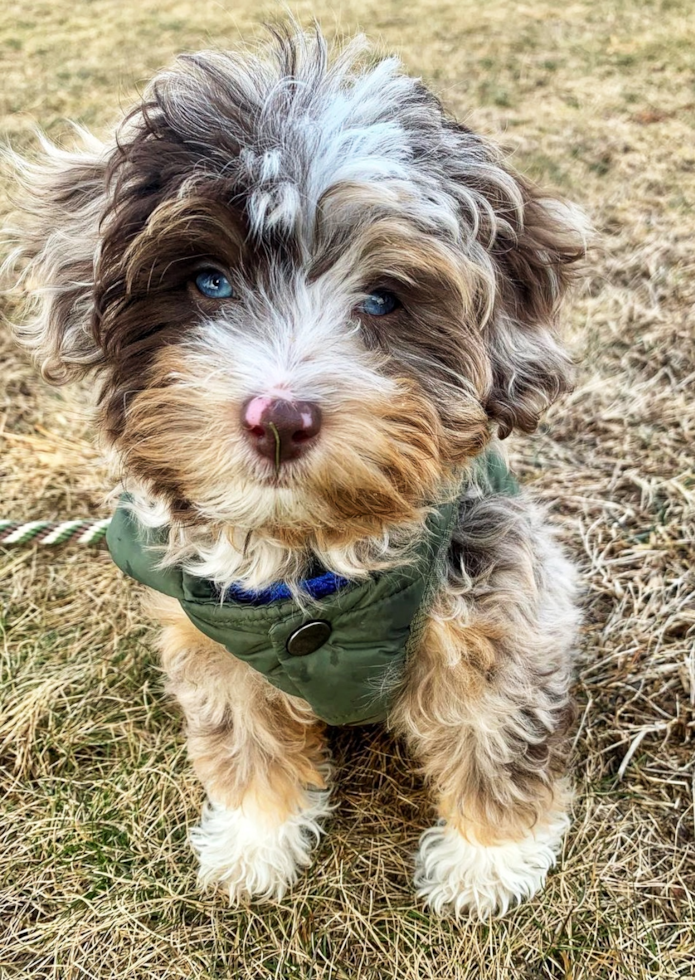 Energetic Mini Aussiedoodle Pup