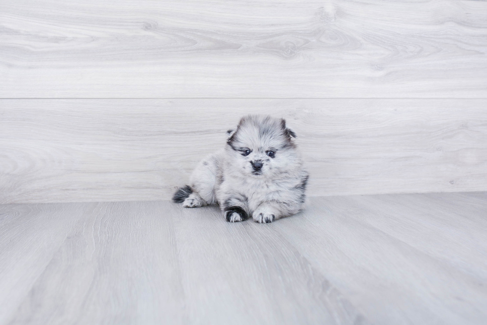 Friendly Pomeranian Purebred Pup