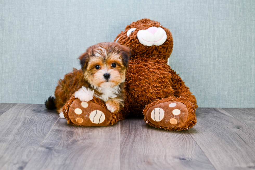 Energetic Yorkie Designer Puppy