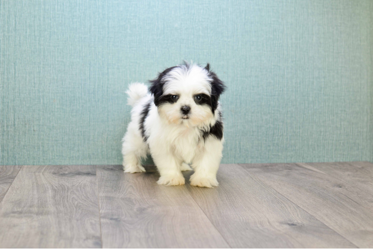 Little Shichon Designer Puppy