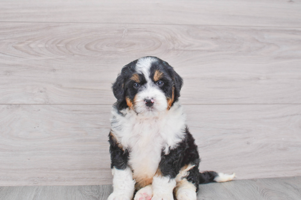 Friendly Mini Bernedoodle Baby