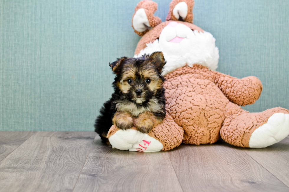 Best Morkie Baby