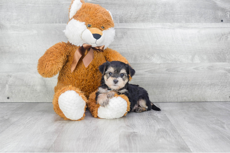 Adorable Yorkie Designer Puppy