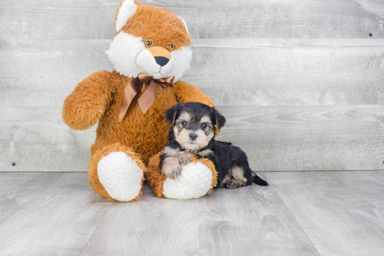 Adorable Yorkie Designer Puppy