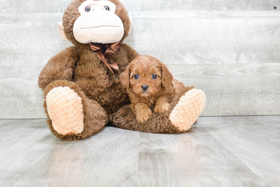 Cavapoo Pup Being Cute