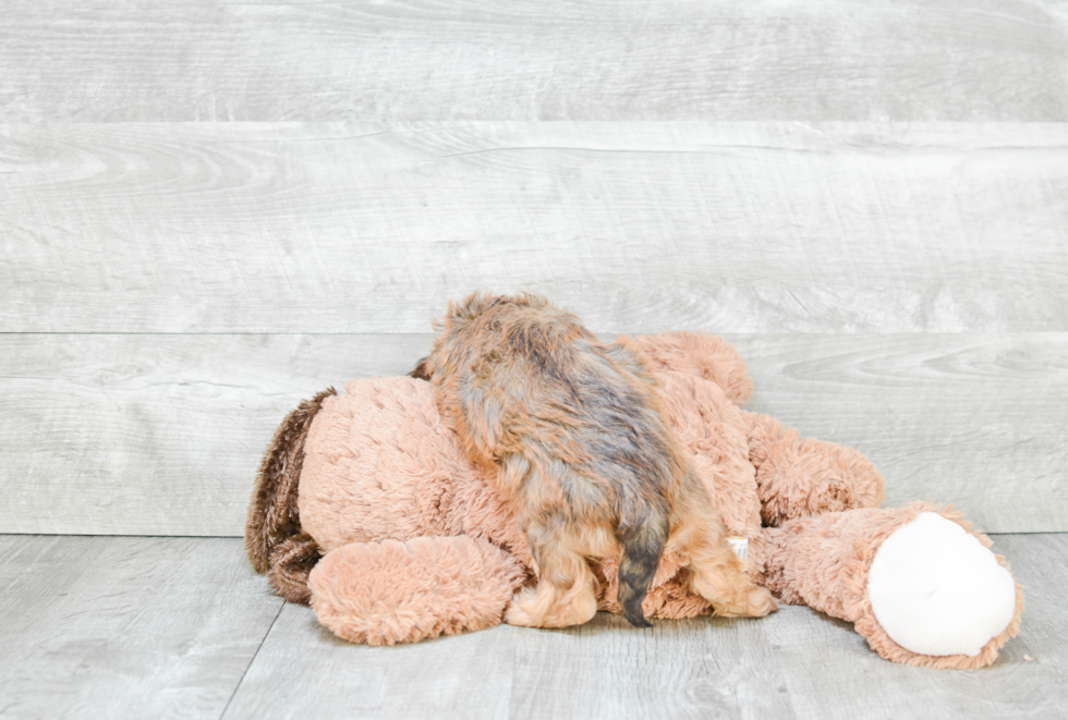 Funny Cavapoo Poodle Mix Pup