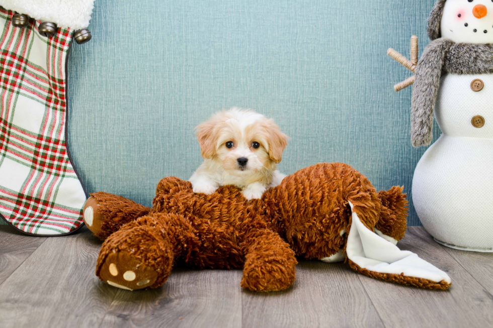 Best Cavachon Baby