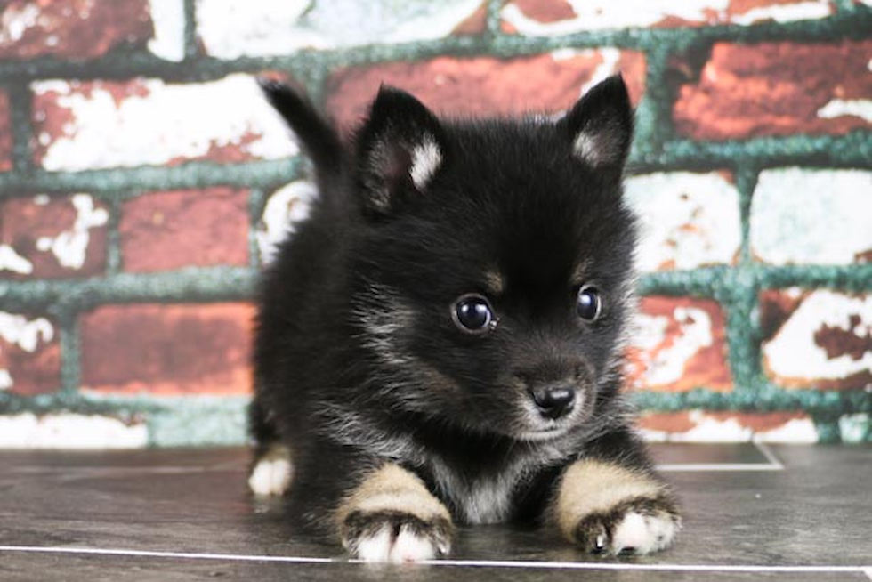 Adorable Mini Husky Designer Puppy