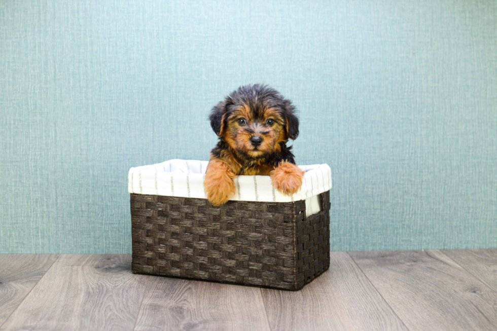 Best Yorkie Poo Baby