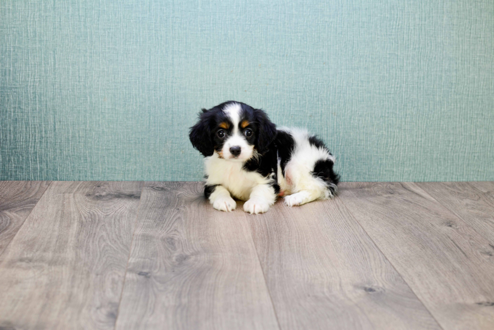 Petite Cavachon Designer Pup