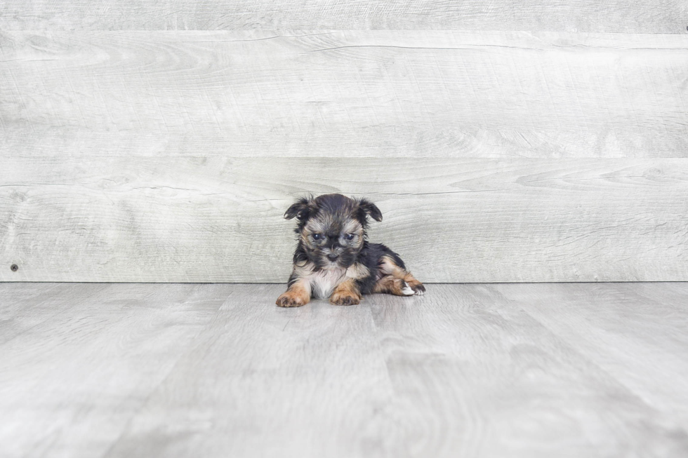 Morkie Puppy for Adoption
