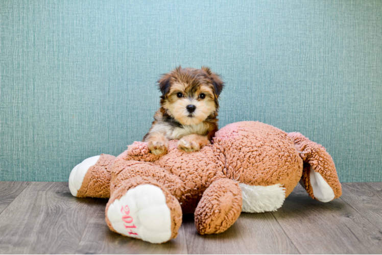 Morkie Puppy for Adoption