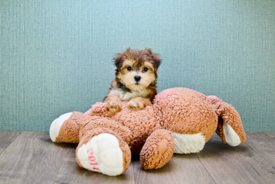 Morkie Puppy for Adoption