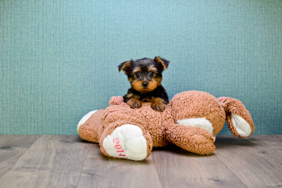 Meet Snickers - our Yorkshire Terrier Puppy Photo 