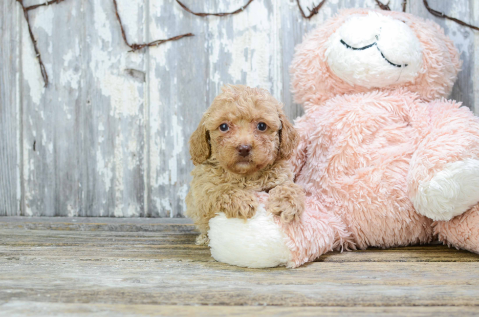 Adorable Pudle Purebred Puppy