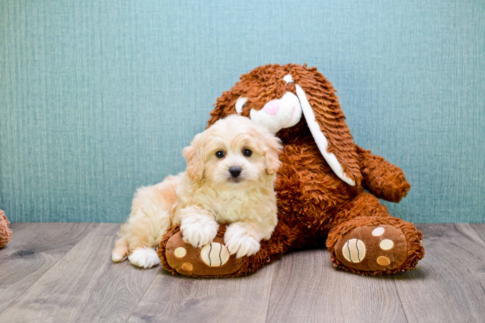 Best Cavapoo Baby