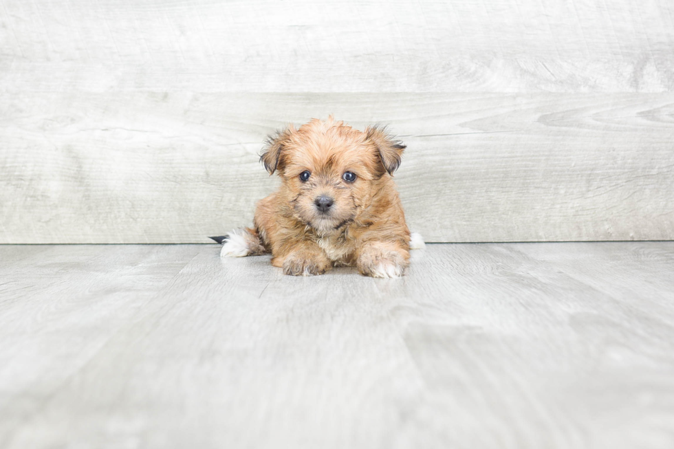 Friendly Morkie Baby